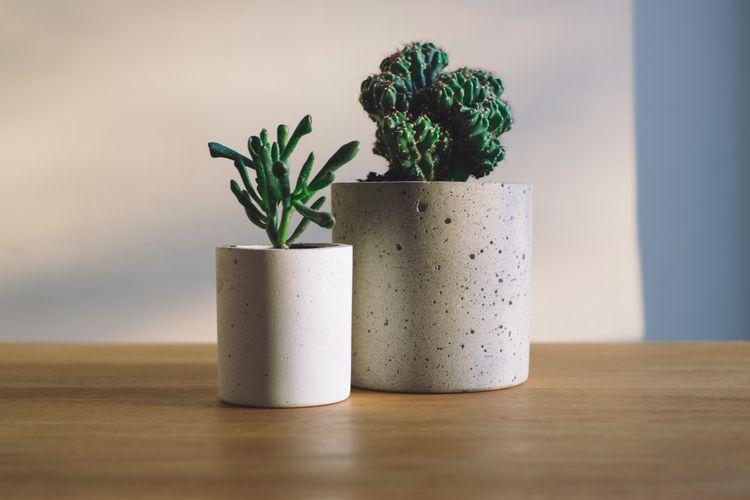 two potted plants sitting on wooden desk